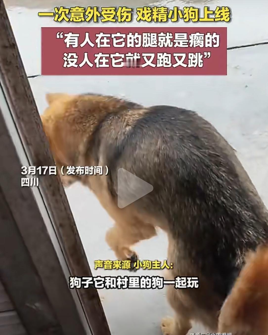 四川一位网友最近发现，自家狗狗的“演技”已经可以冲击奥斯卡了。事情是这样的：