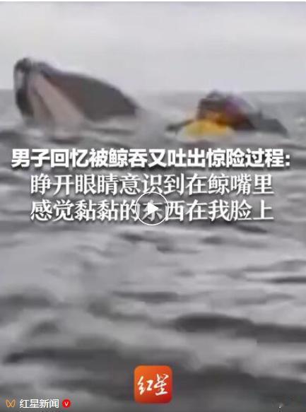 为什么座头鲸无法吞下人类？2021年，美国一男子在海底潜水捕捉龙虾时，突然被座头
