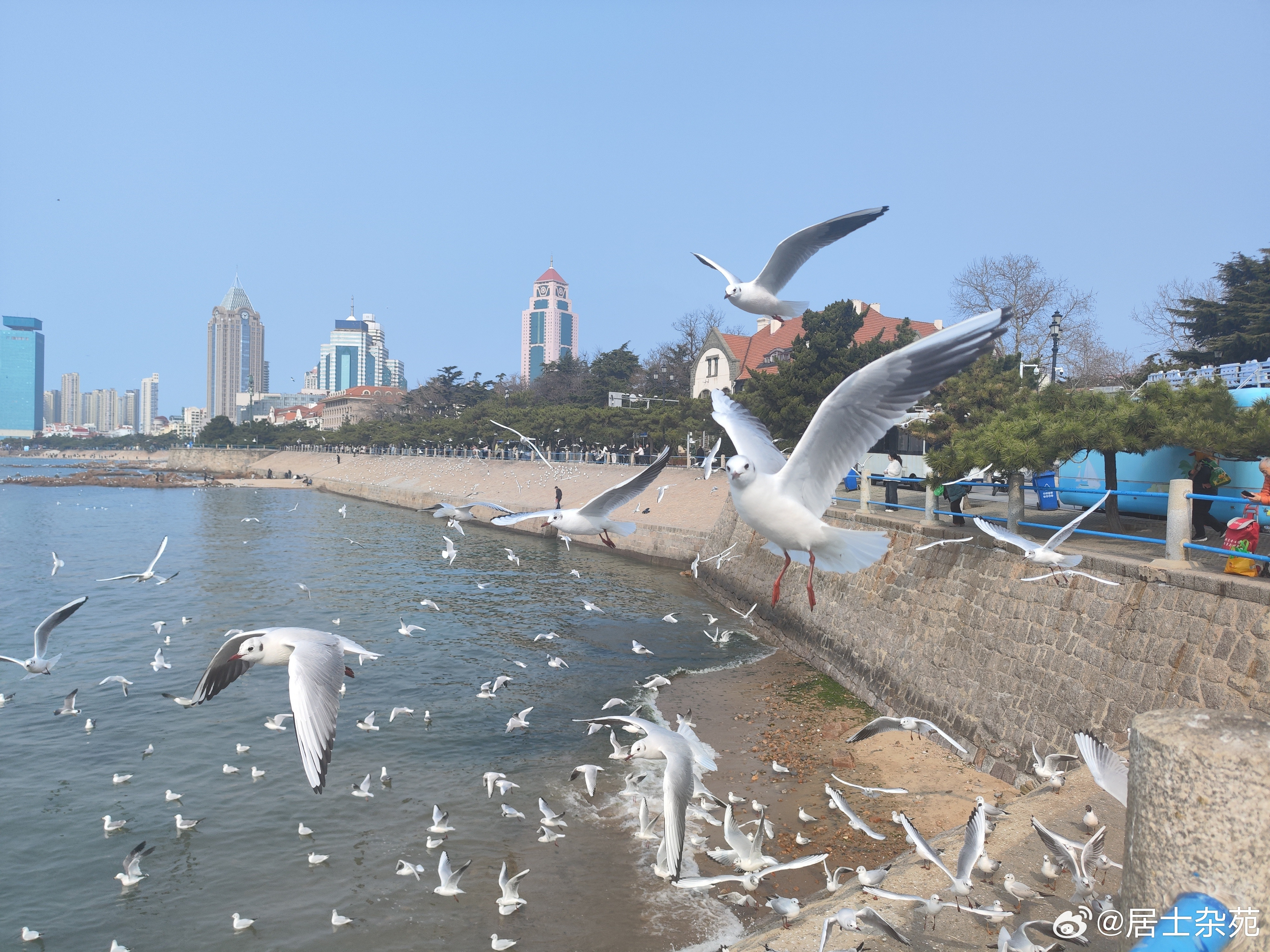 栈桥鸥遇人戏鸥，鸥戏人，人与自然和谐相处。青岛·青岛栈桥广场