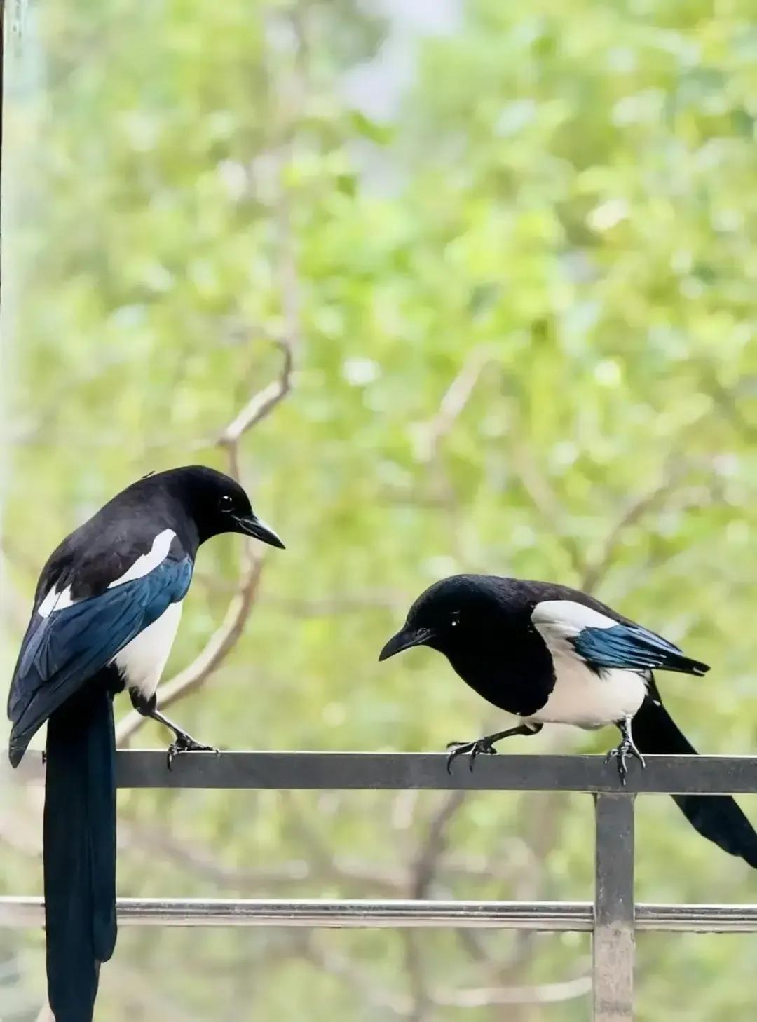 我妈退休三年，每天七点去买菜，九点回家把电视开到最大声，十一点给我发“养生黑名单