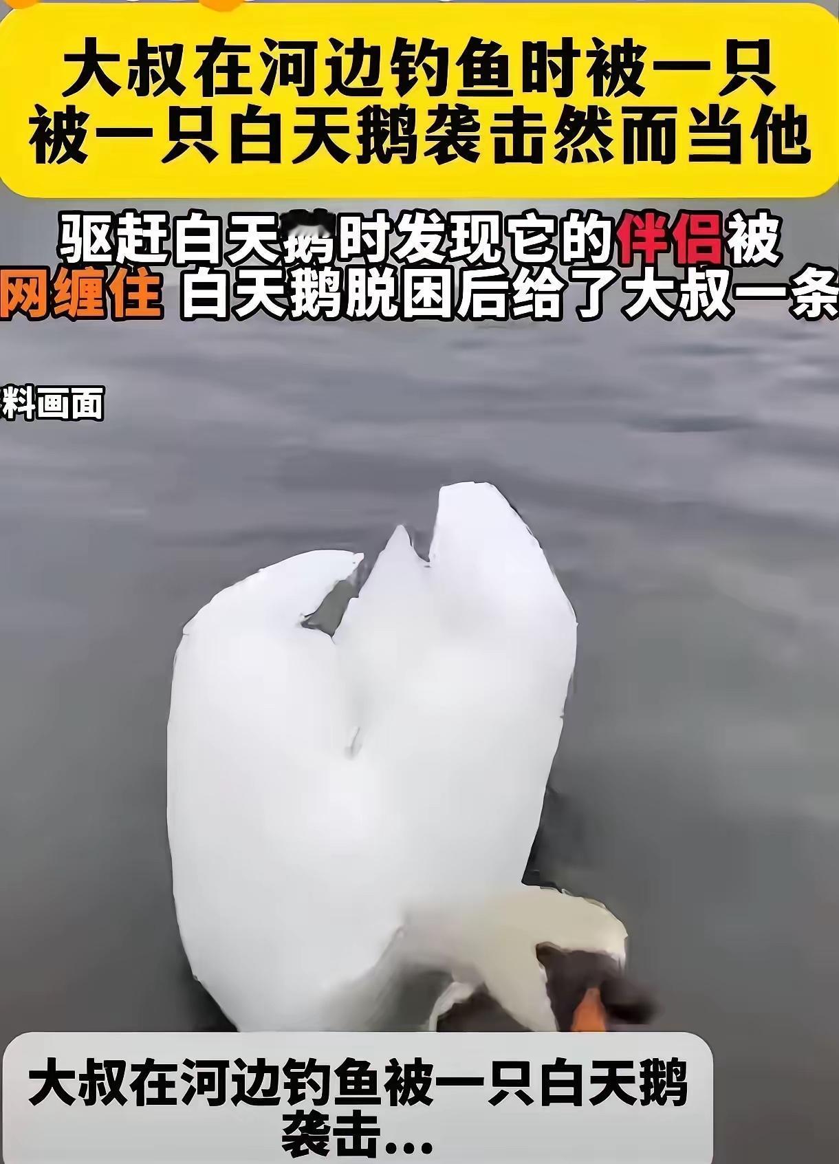 新疆玛纳斯这事儿真的看哭了，钓鱼的大哥本来好好整理装备，突然被一只白天鹅反复啄脚