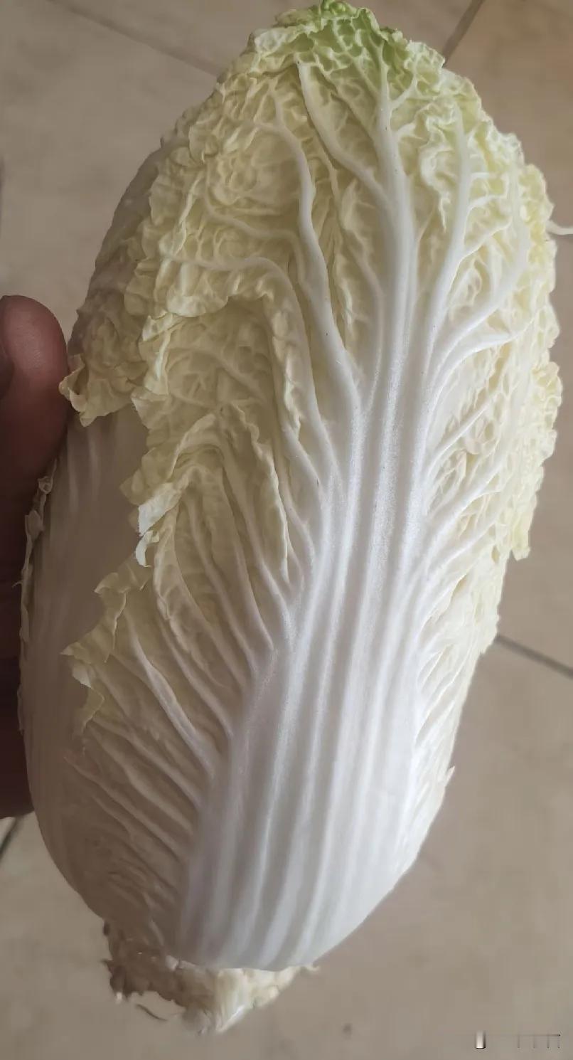 看到了白菜蘸取甲醛的新闻我扔了家里的20天前卖的大白菜本来想包白菜馅饺子的