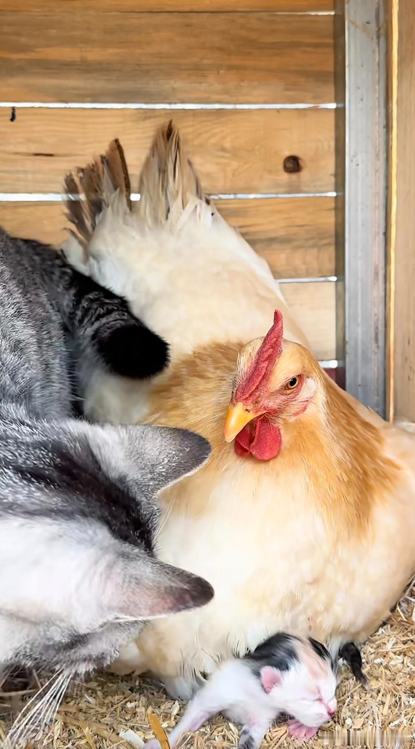 看什么，连你一块孵