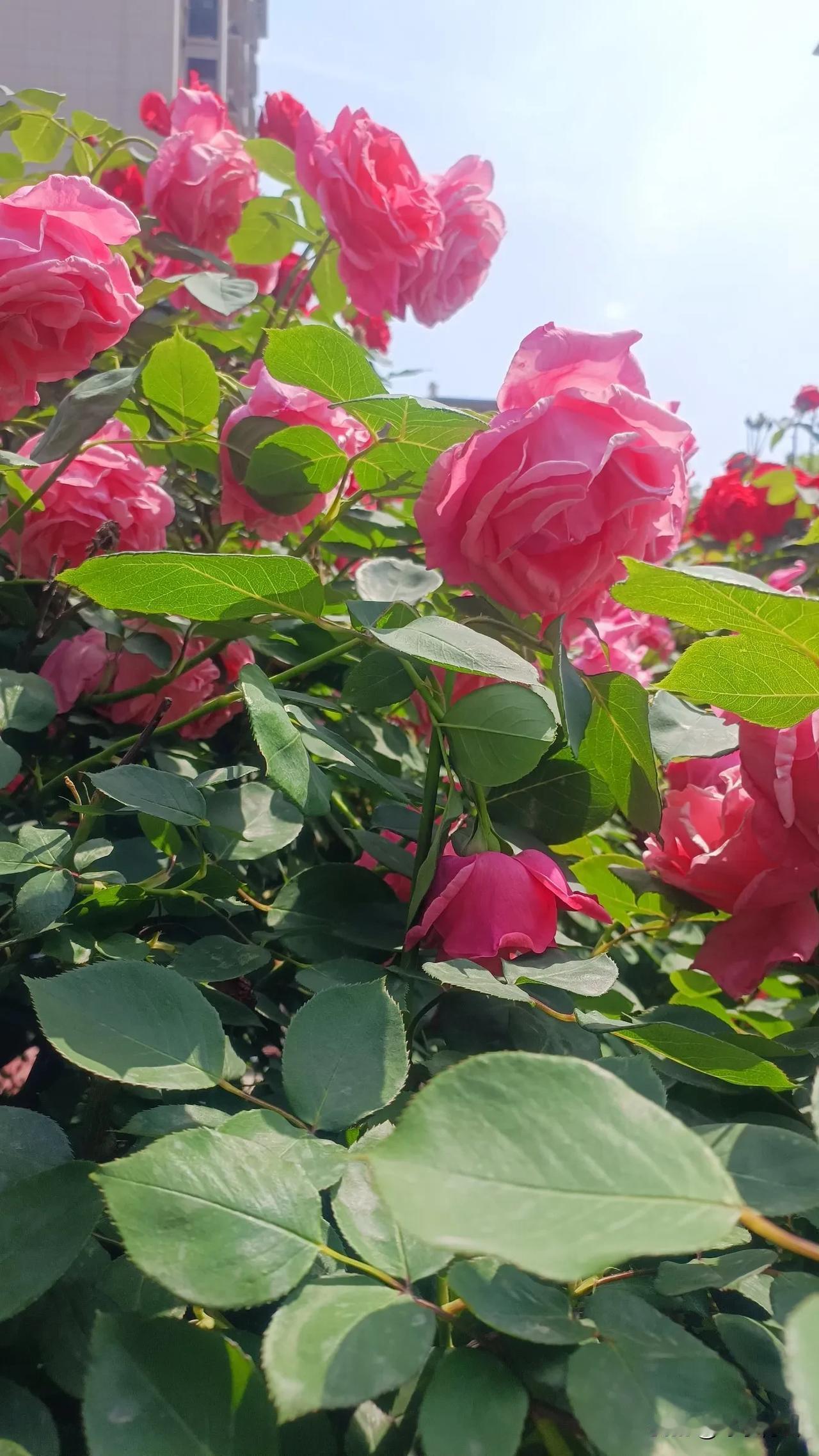 浣溪沙·月季红艳凝翠四季芳，绿叶衔露映朝阳。邀月嫣然送暗香。历尽