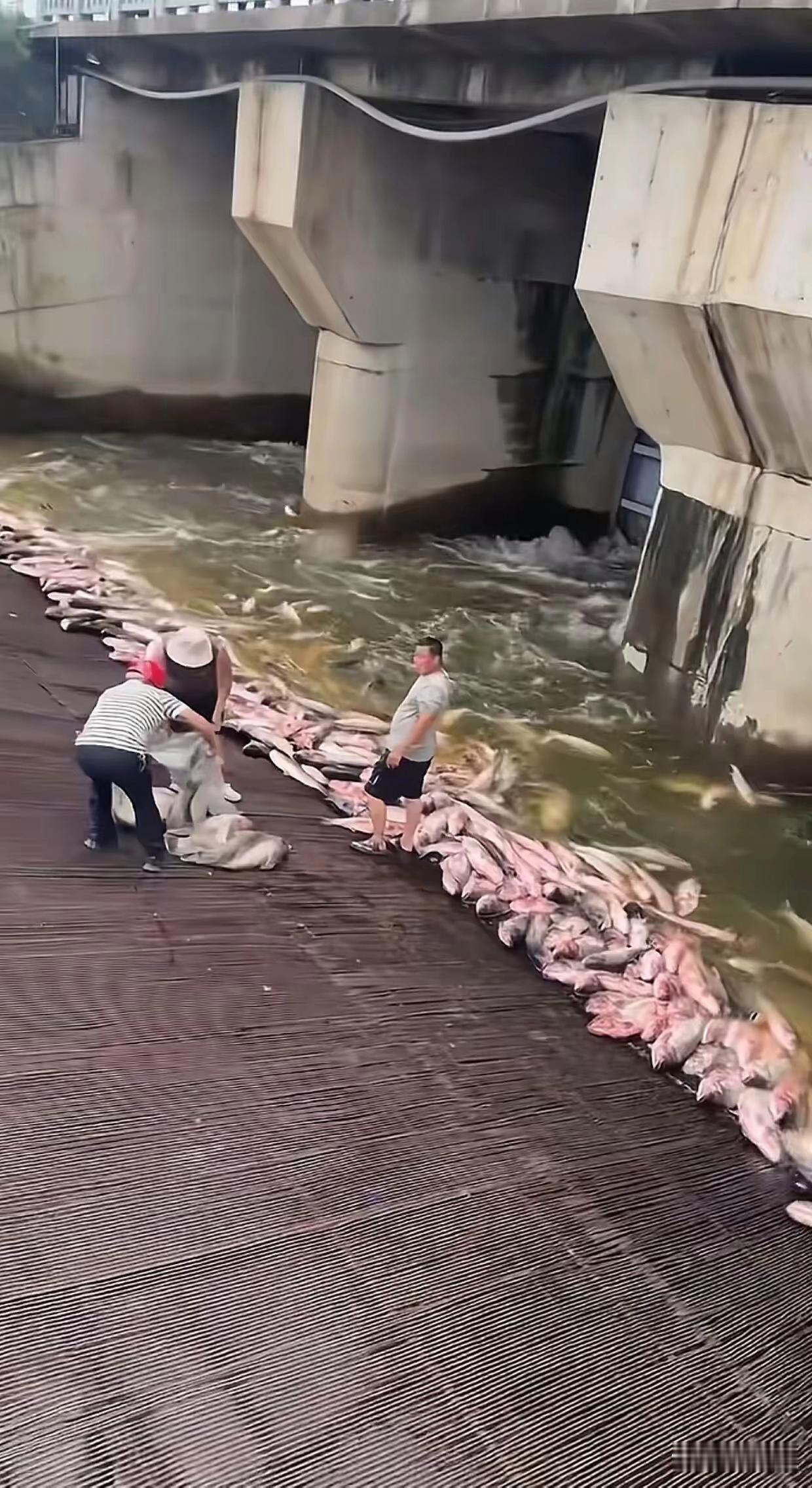 这是什么情况？我也想去捕鱼。[呲牙笑][呲牙笑][呲牙笑]