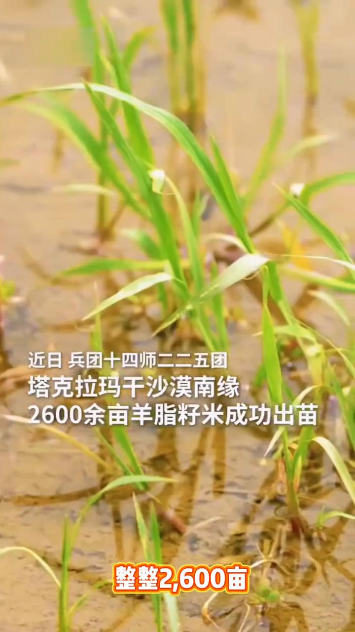 新疆农业奇迹，把沙漠装进碗里。沙漠里种水稻，对的，你没有听错。20年前这里还是