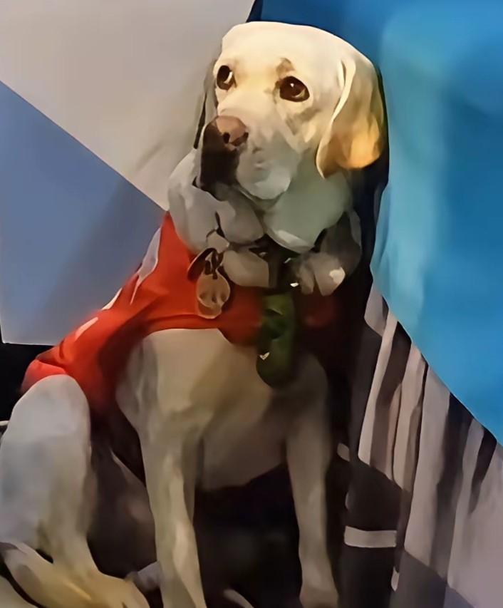 芬迪被接回去了吗，导盲犬基地就不能给个回复吗，知道有多少人在等吗，能不能给个准确