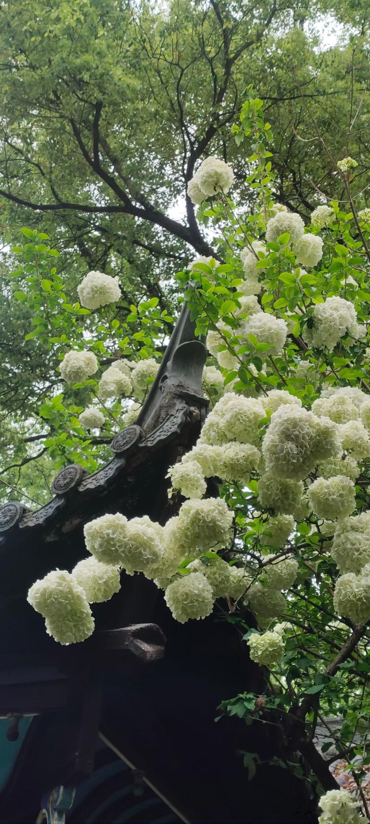 今天早上等公交，看见一个老太太拎着一兜菜，站牌下站着。车来了，她弯腰去拎兜，