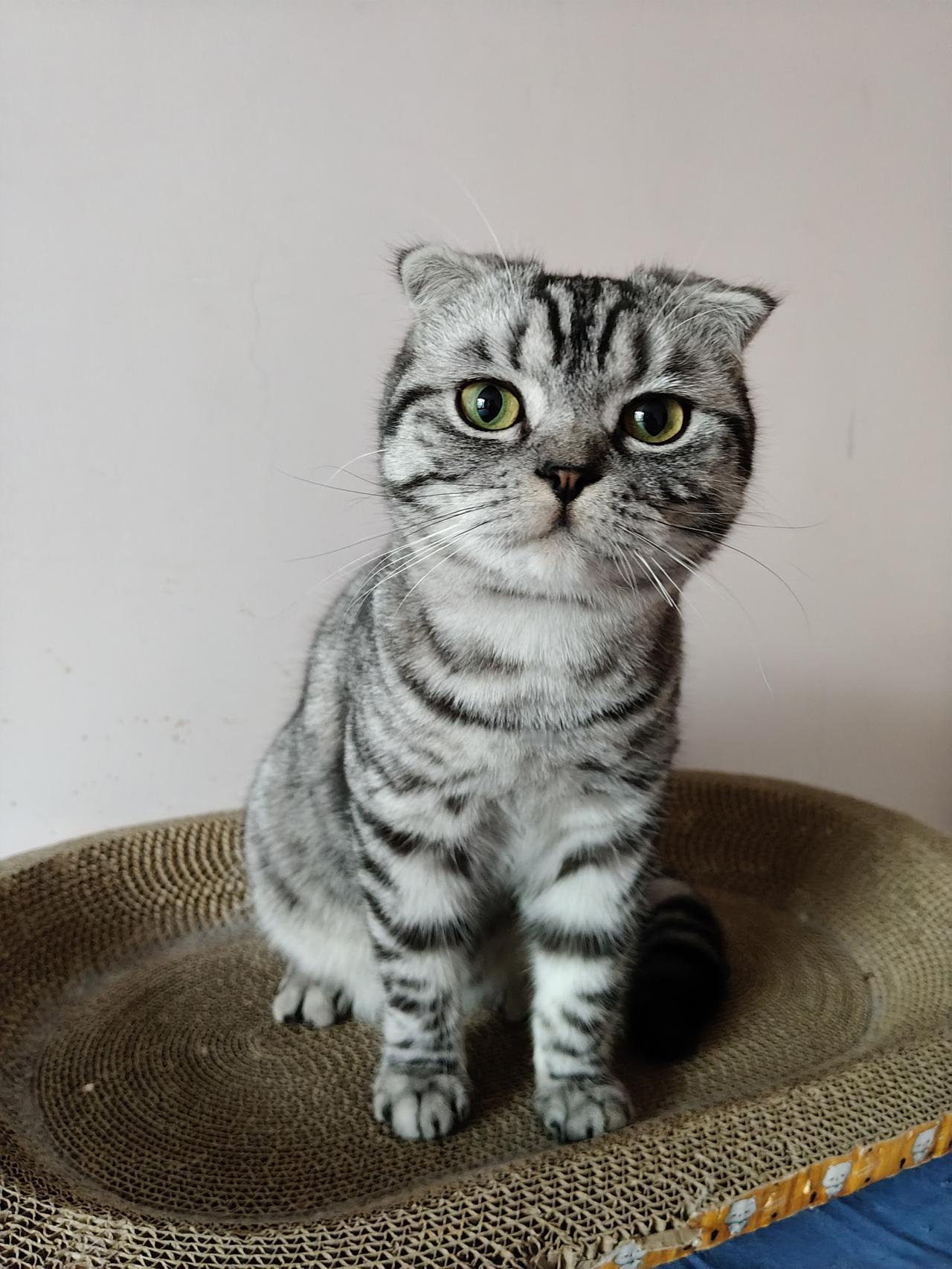 家里养了一只折耳猫，现在有点后悔了，刚刚听同事说，这个品种的猫后期好像会容易换上