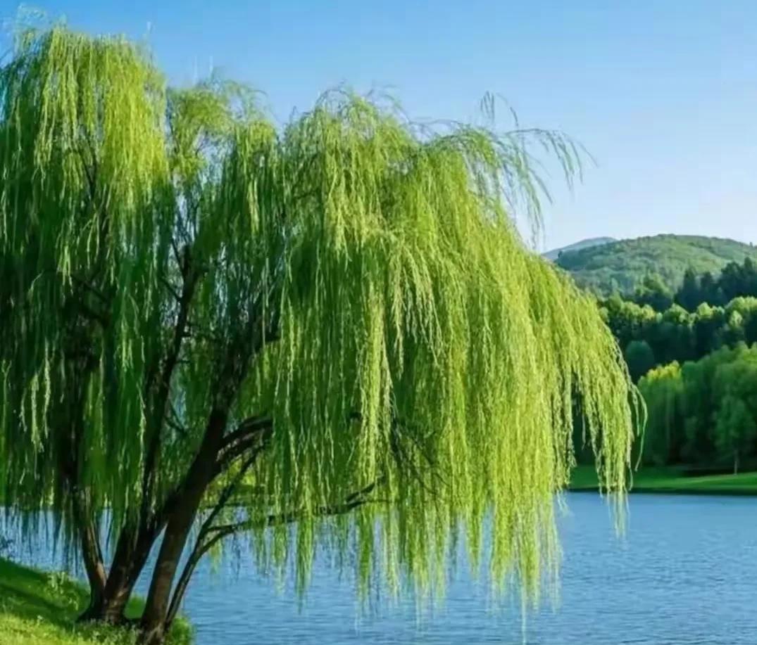 #上联：河边看柳知风态；杜小闲邀对#上联：河边看柳知风态，下联：篱畔观花晓