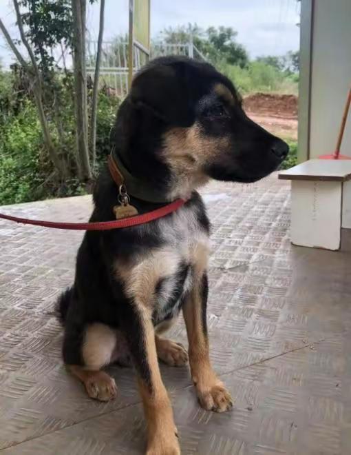 四川成都金堂县。一条搜救犬被人用迷药偷走，装进袋里，直接打死，端上餐桌。它叫“