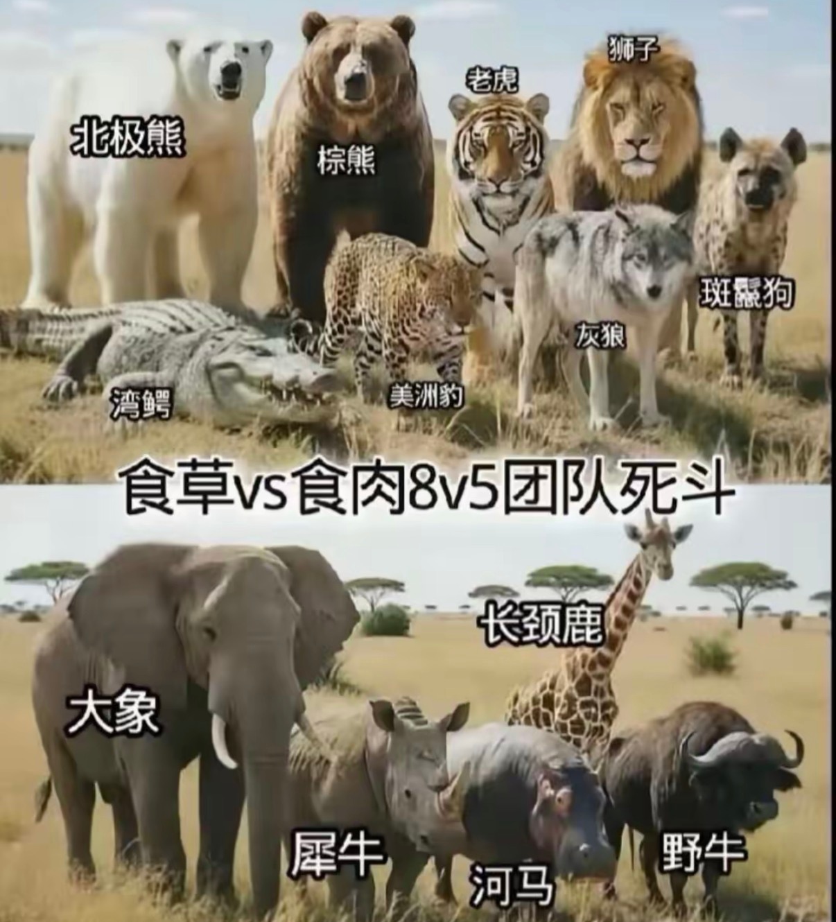 哪一组胜算更大？​​​