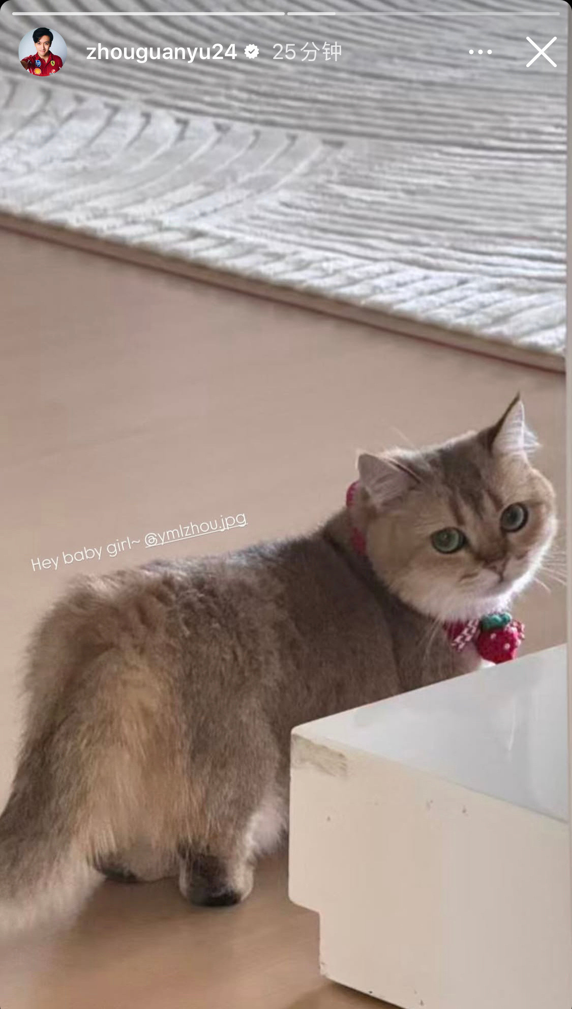我们罗蜜连养猫都要给戴草莓项圈[doge]​​​