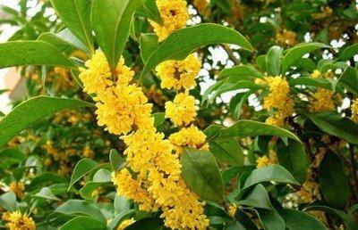 【闻香也能“健脑”？科学揭秘香味对大脑的神奇作用！】你知道吗？除了吃东西和运