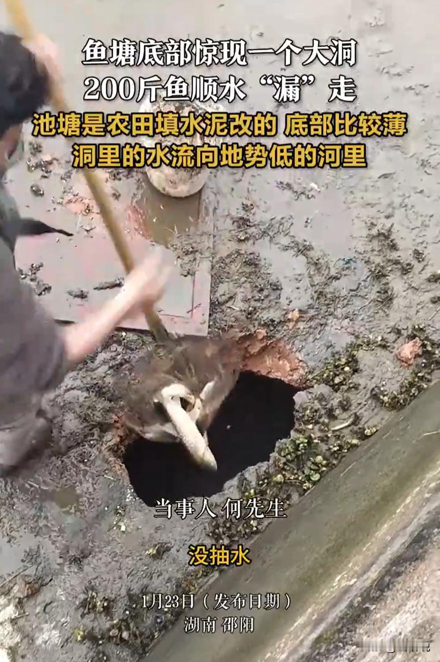 这一下损失可太大了！湖南邵阳，一村民最近突然发现池塘里的鱼变少了，开始还没在意，