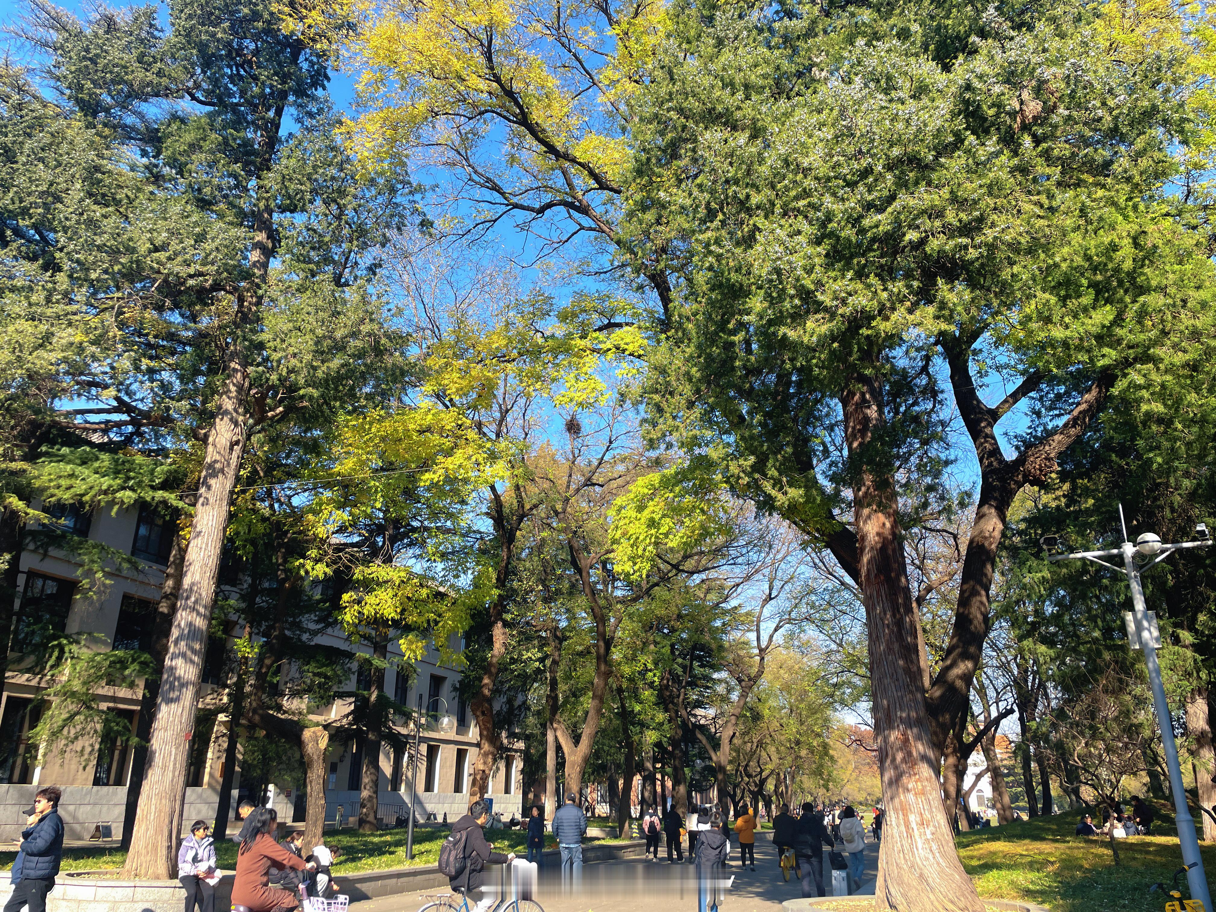 漫步清华园摄影