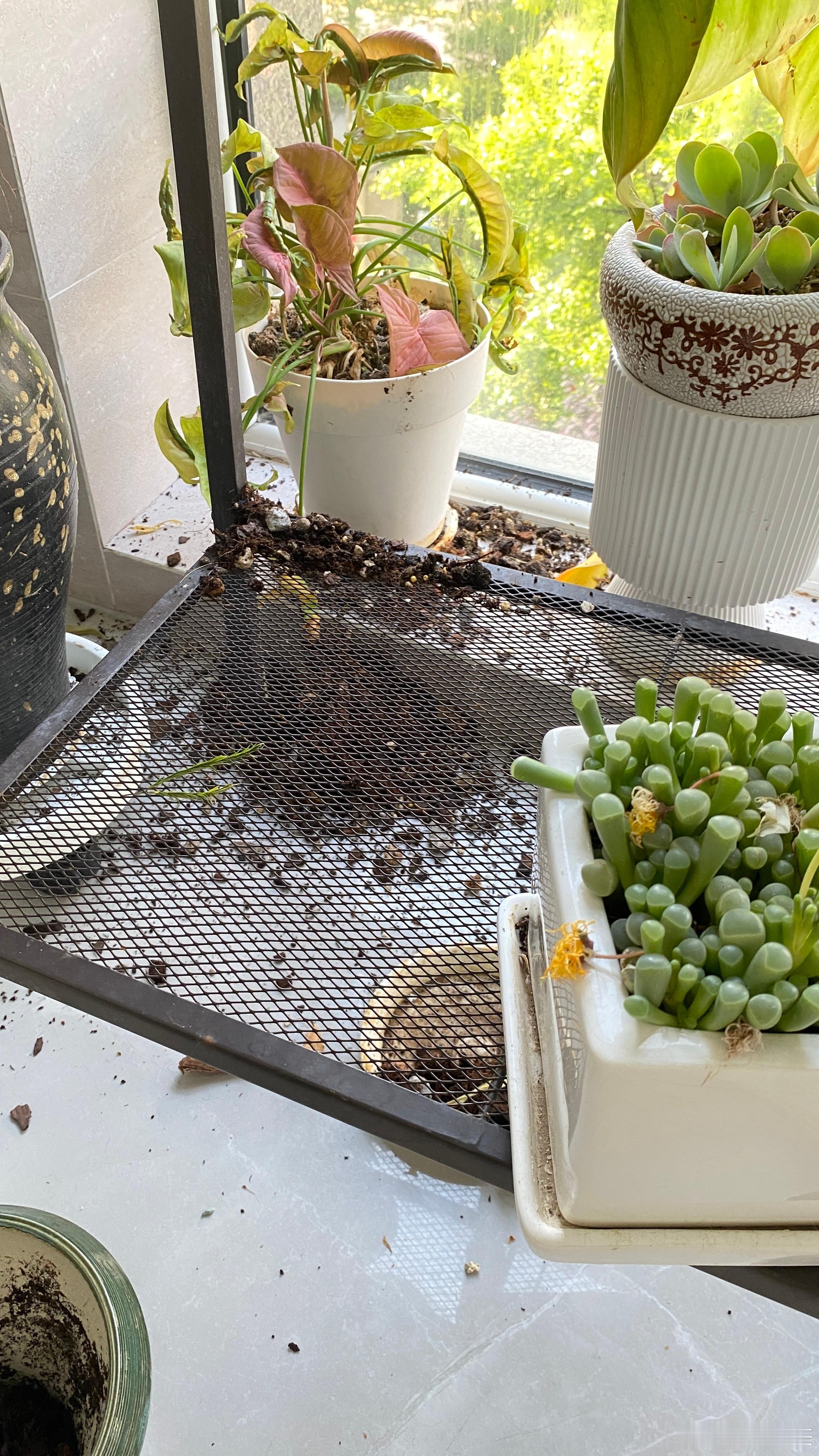 早昨天吃多了，今天少吃一点。饭还没吃完，就听啪啦一声，坏猫又又又把花盆打碎了…心