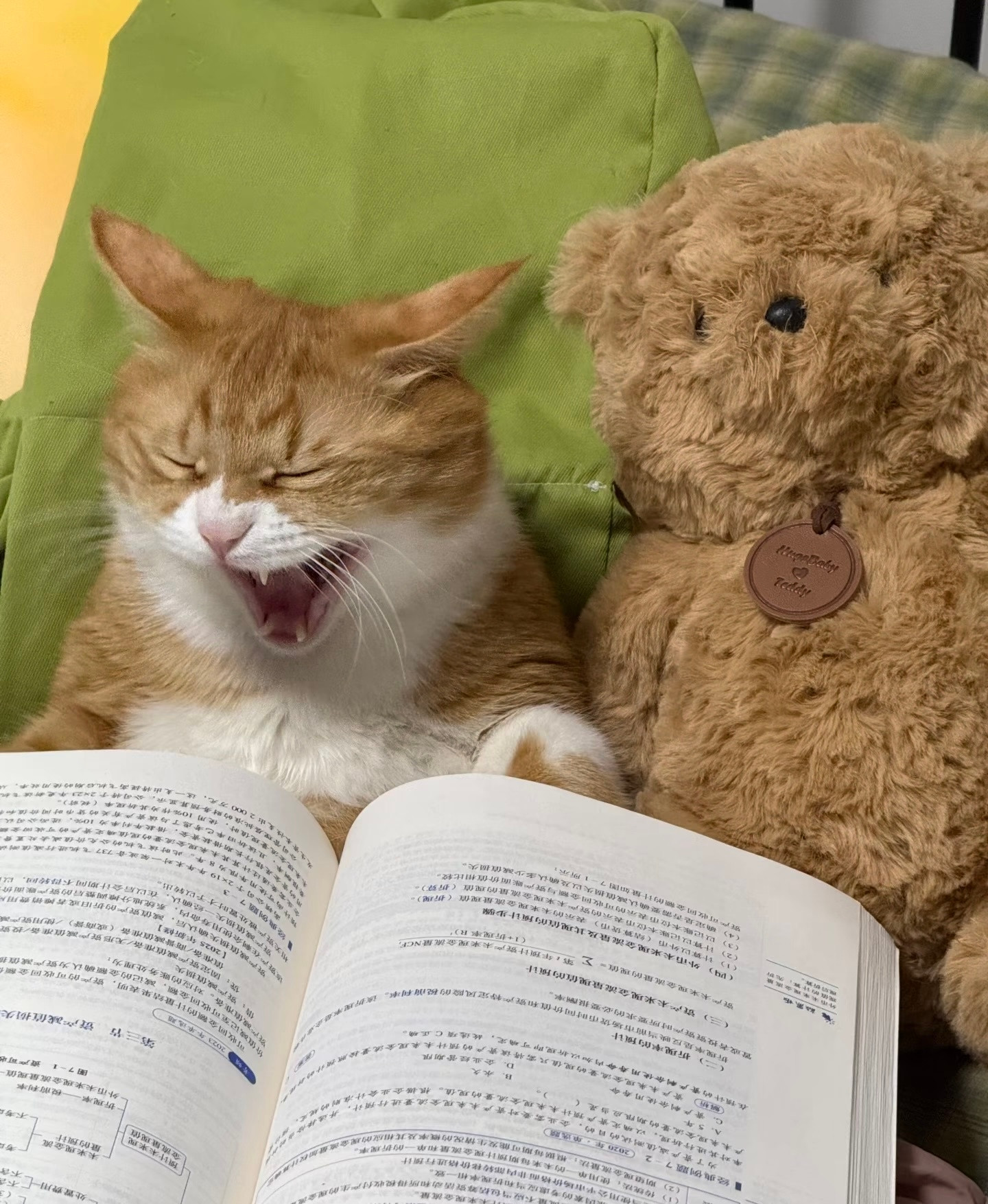 早起学习的猫猫：偷偷努力，惊艳所有人！