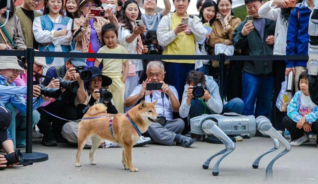 北京街头真狗遇上机器狗引围观毛茸茸萌犬邂逅赛博机器狗，奇妙同框画面太治愈，路人纷