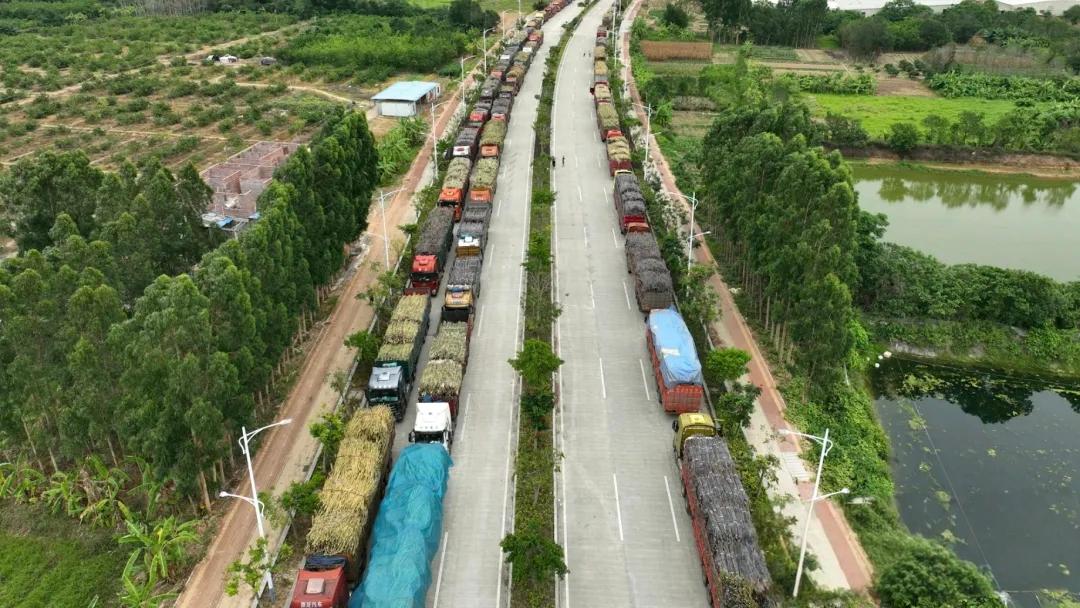 全网都在盛赞广东化州耀明糖厂，可问题也随之而来，为何全国的糖厂都不敢收购甘蔗，陈