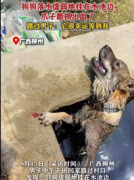 太有灵性了！广西，小伙开车上路，突然从路边传来哀嚎声，小伙下意识转头一看，发现旁