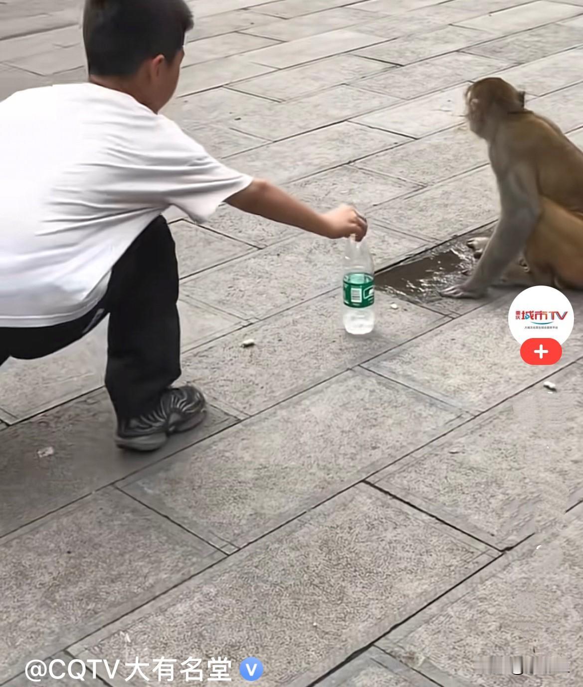 近日，贵州广场很多路人围着一只小猴子驻足观看，天气炎热，小猴子口渴难耐，没有干净