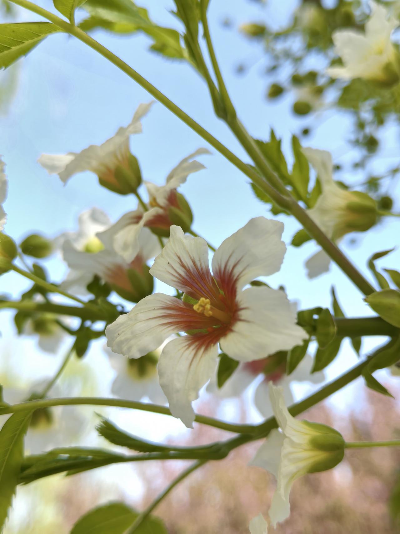 文冠果花开了，文冠树也叫状元树，每到春末谷雨时节它才开花，这“状元树”可太有灵性