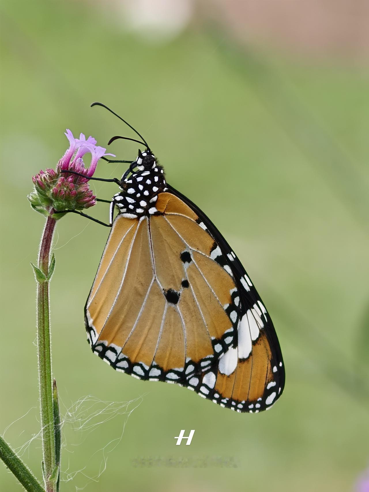 炸裂的微距！手机这样拍蝴蝶是我没想过的谁能想到，这几张蝴蝶🦋、植物照片其实是