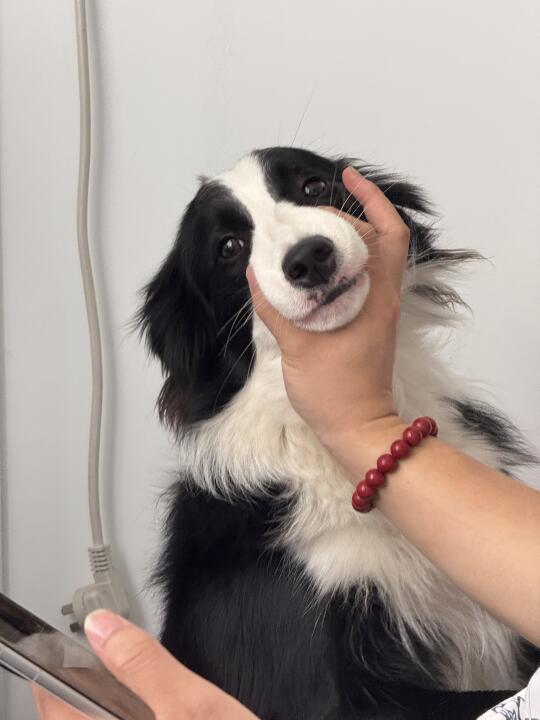 手动给这个小狗闭嘴