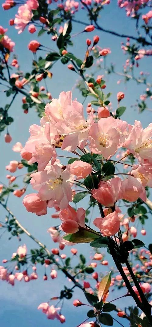 近日可能是“血热”的原因晚上翻来覆去的睡不着要不就是一睡着就做梦倒致白天一