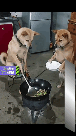 今天刷到一个好笑的视频：狗子在学炒菜，被同伴嘲笑，直接一锅铲敲上去，差点没把
