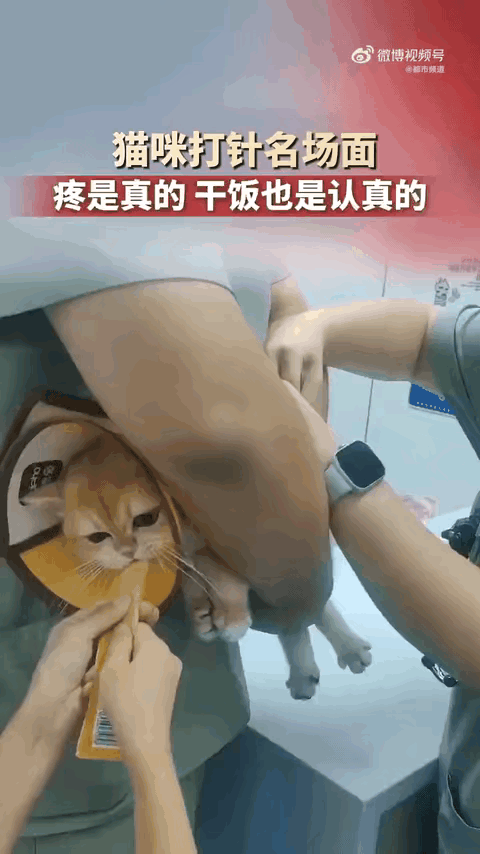 猫咪一边打针，一边吃东西，脸上的表情包，相当的精彩，吃东西的时候非常的贪婪，疼痛