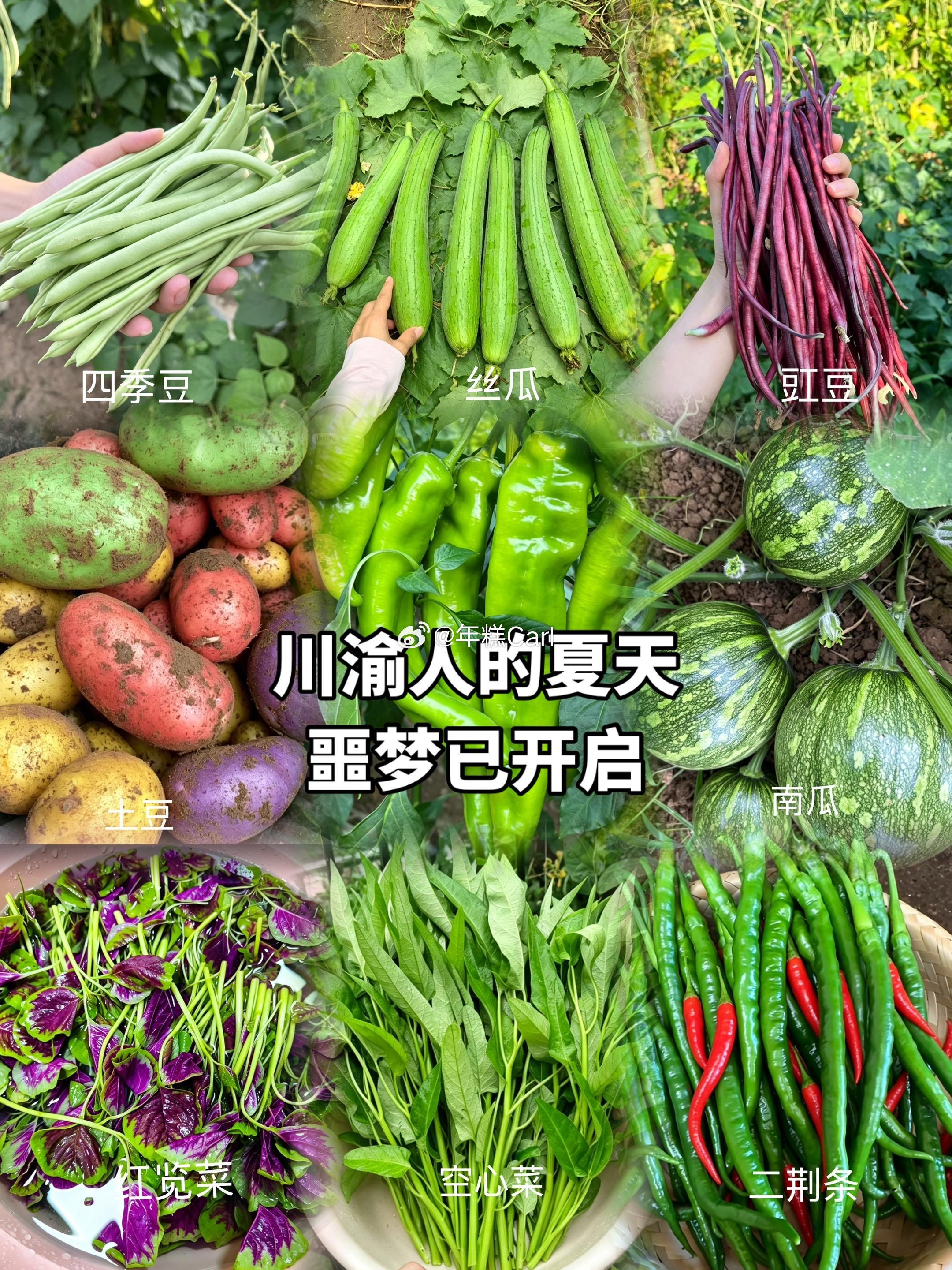 川渝人的噩梦来了