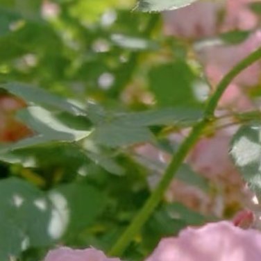种植☀️种植文案0000蔷薇花的种植方法：1.种植时间：种植蔷薇花可以采用
