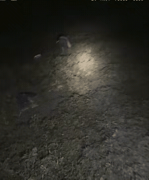 安徽大姐这波操作太绝了！半夜看到地里有黑影，大姐凑近一看竟是偷花生的，没立马