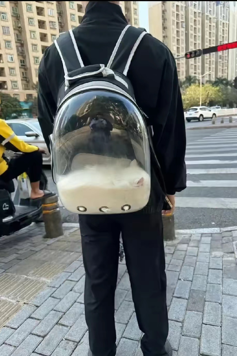哥们，你的猫好像化了