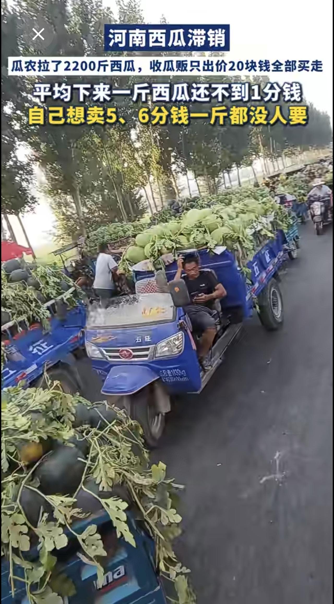 河南西瓜滞销，瓜农拉了2200斤西瓜，收瓜贩只出价20块钱全部买走，平均下来一斤