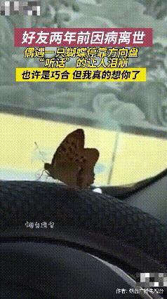 泪目了！辽宁，一男子偶遇一只蝴蝶停落在方向盘上，“听话”的让人泪流不止，只因男子