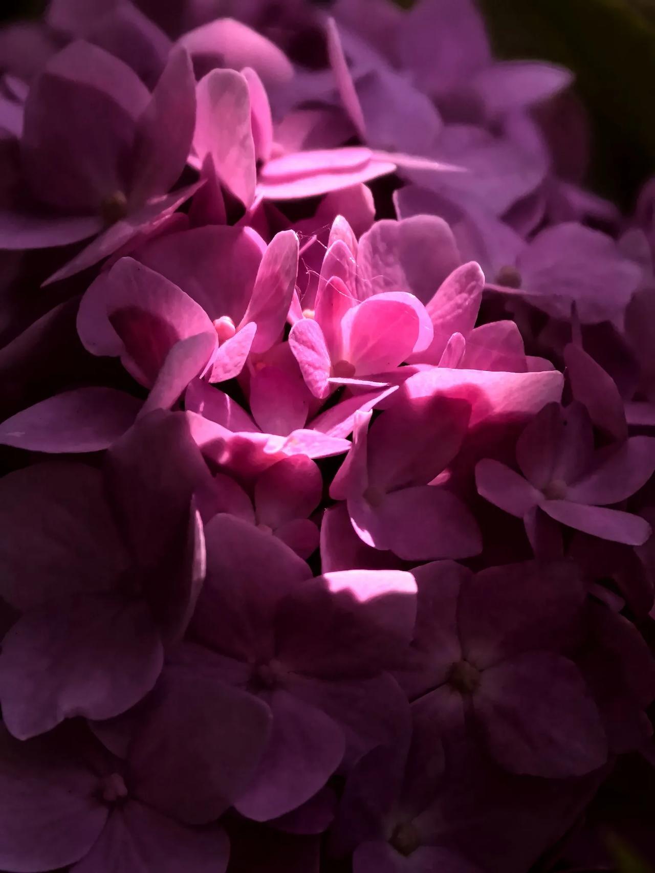 《绣球花与光》绣球我的摄影日记