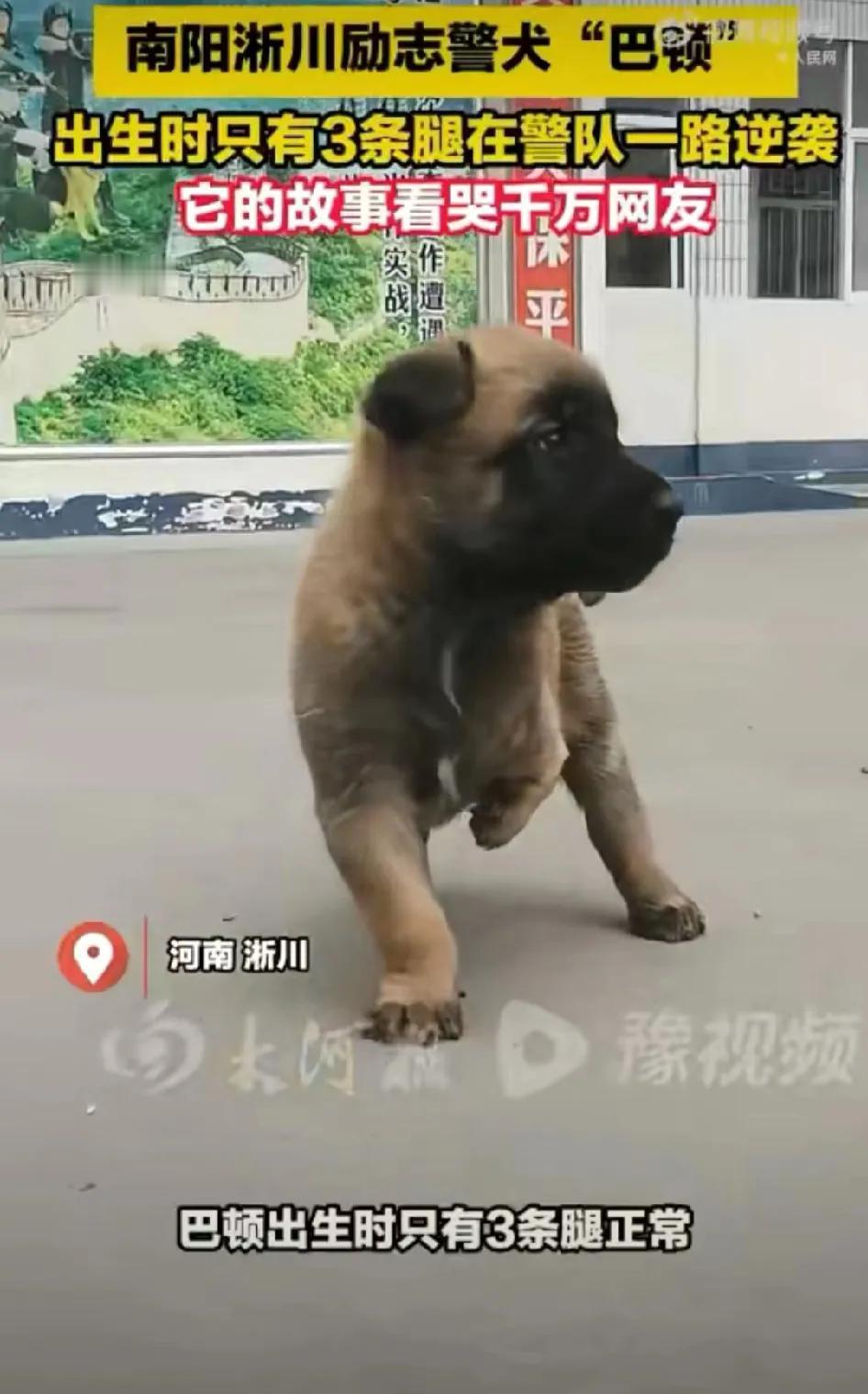 一只名叫“巴顿”的小狗是警犬的后代只因为出生的时候由于前左肢发育不良，所以