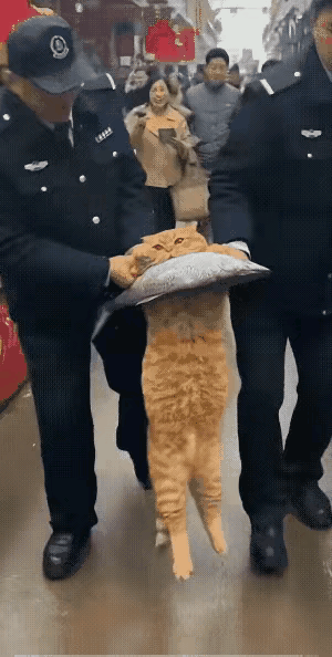 这次猫赃俱获，看你如何抵赖！一直盘踞在菜市场肉摊鱼摊位附近的咪咪，被市场商户当