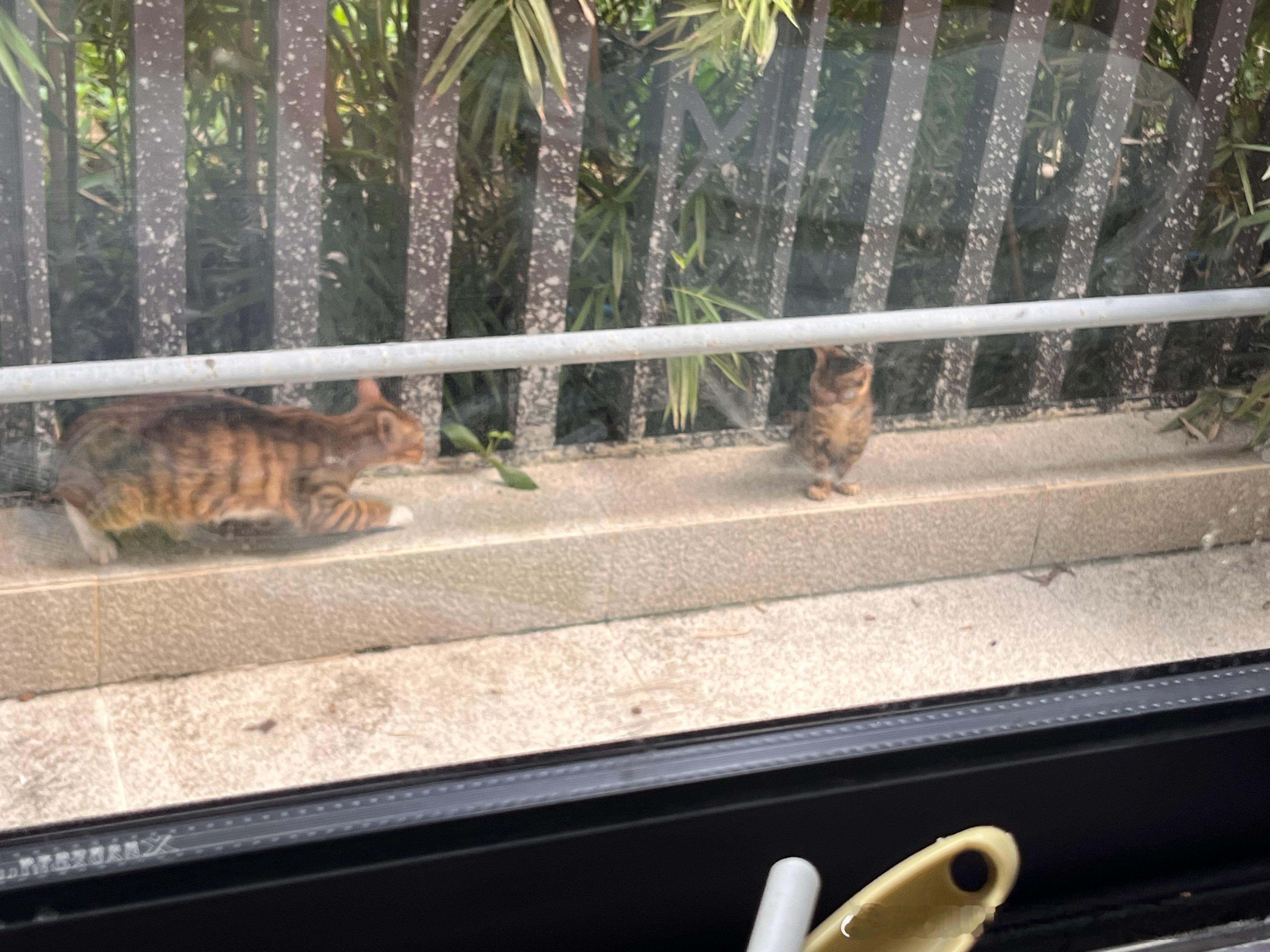 家附近的流浪猫带了只小猫，小猫一只眼睛里全是红色的肉，估计不治的话很难活下来，但