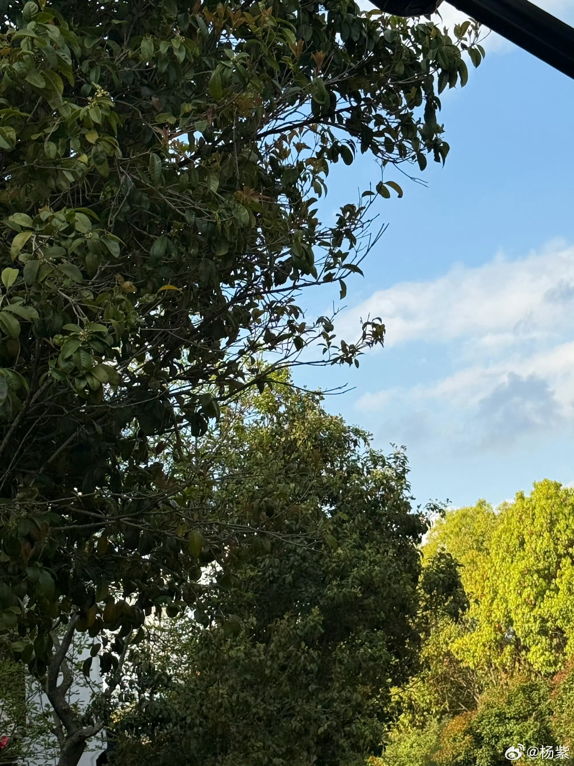 杨紫过春照和杨紫一起过春天