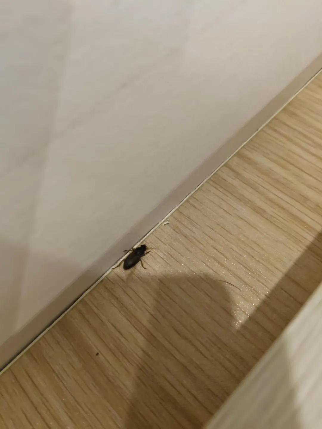 你发现满地的黑甲虫吗？今年夏天，包头人突然发现满地爬着都是黑甲虫，甚至顺着窗户