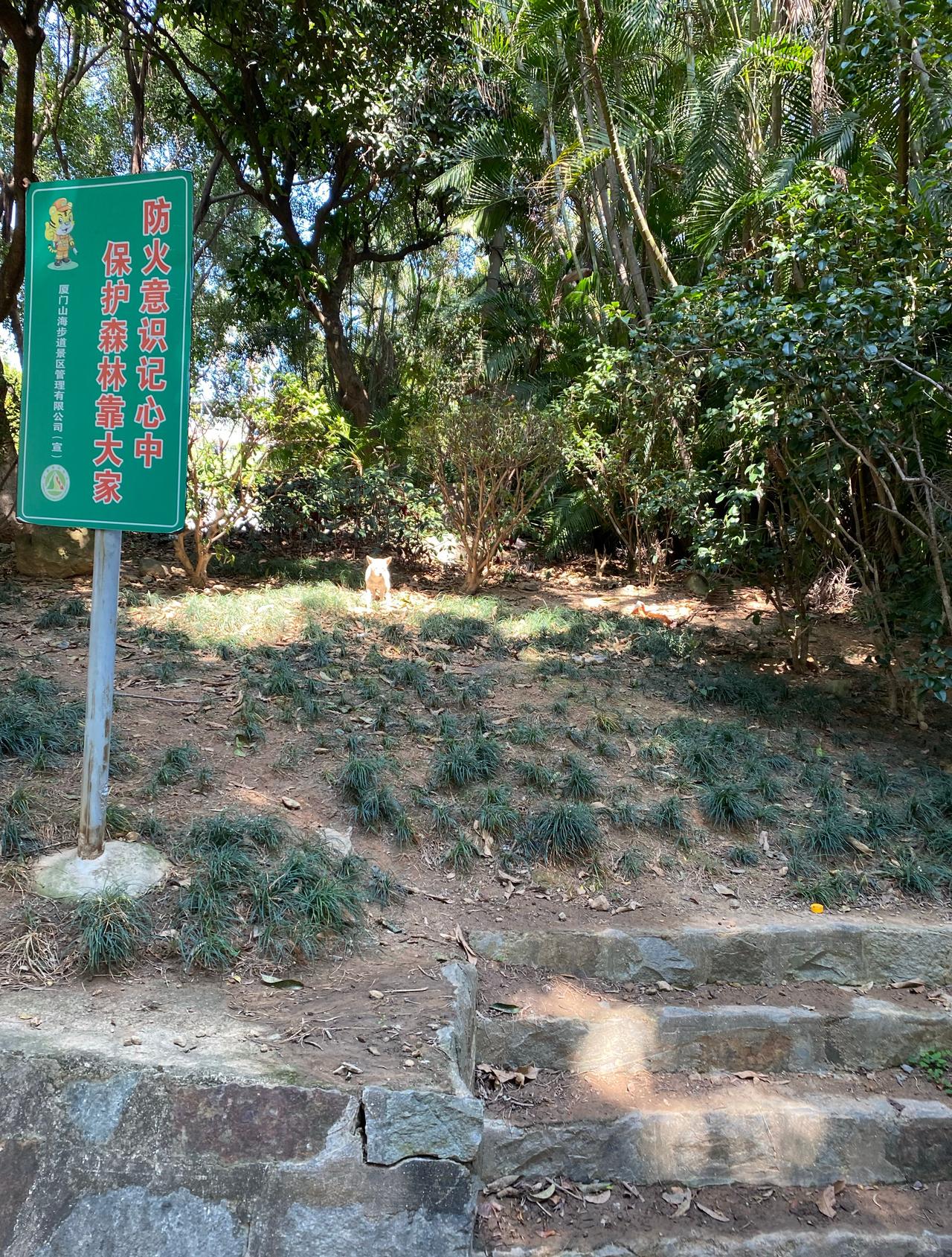 ……仙岳山两只狗狗…………​​​