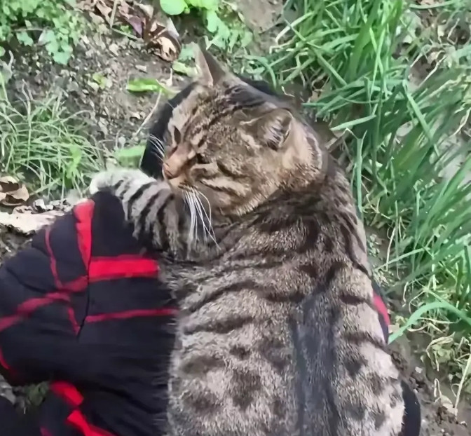 十二斤狸花猫被奶奶宠成"猫中太子"！下地干活都背着走，网友：这哪是养猫，分明是养了个祖宗！