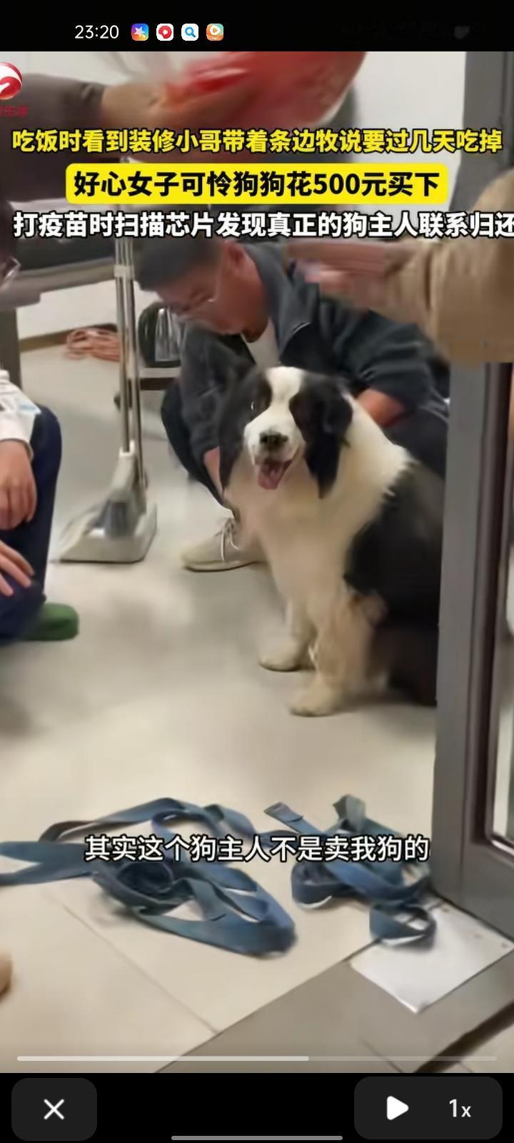 11月16日，江苏苏州。女子吃饭时，看见装修小哥拴着一条边牧在那里，这让她感到不