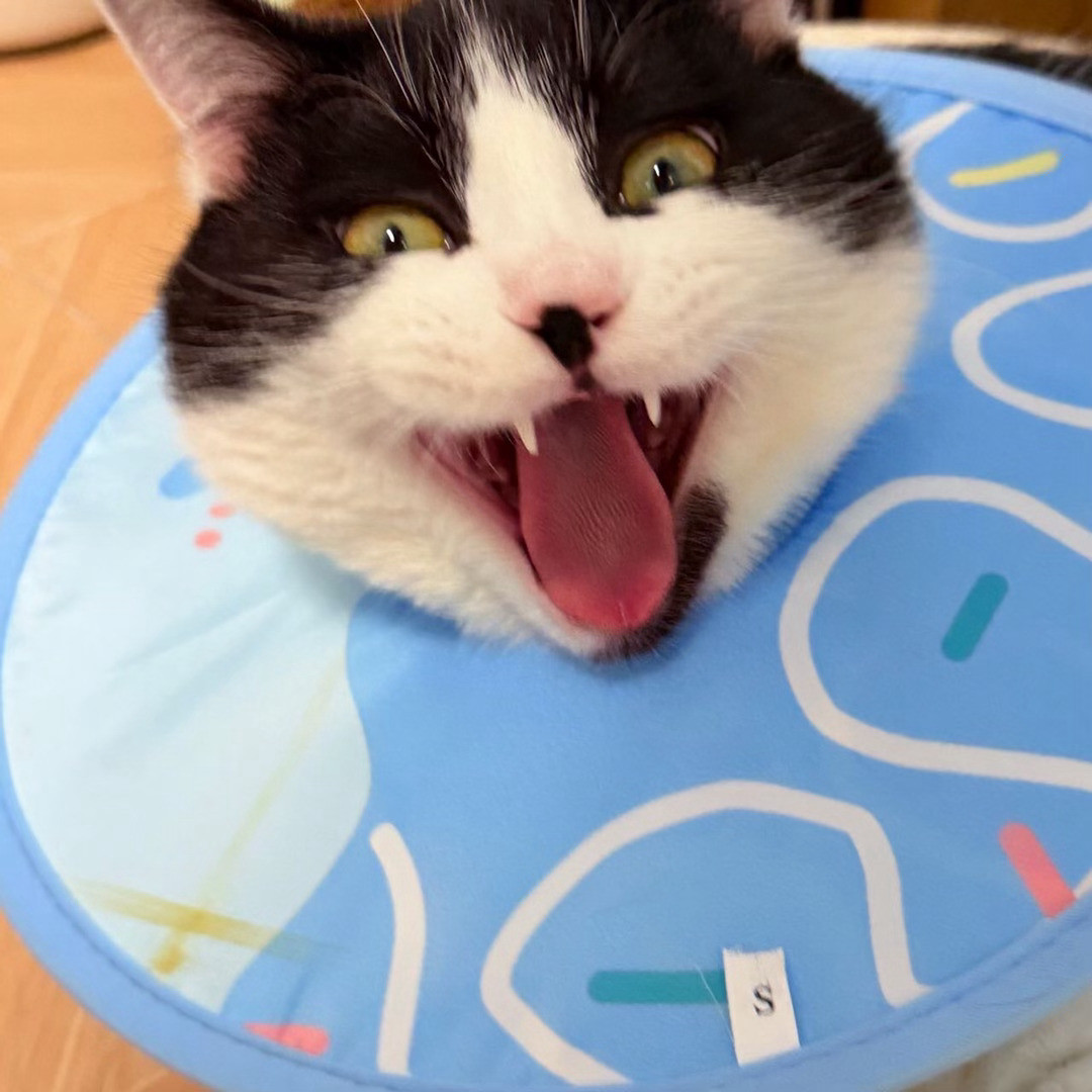 我知道的。您就是看不惯我过点清净日子。daily奶牛猫（投稿：）