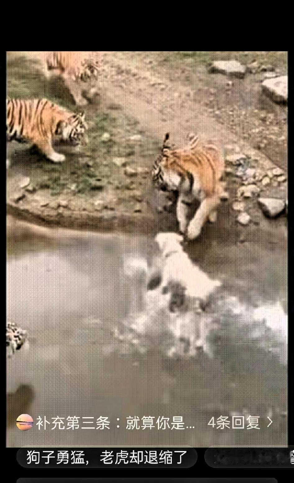 一群人在动物园围栏外观看老虎，突然间，一男子把一只狗子推了下去周围人瞬间惊呼