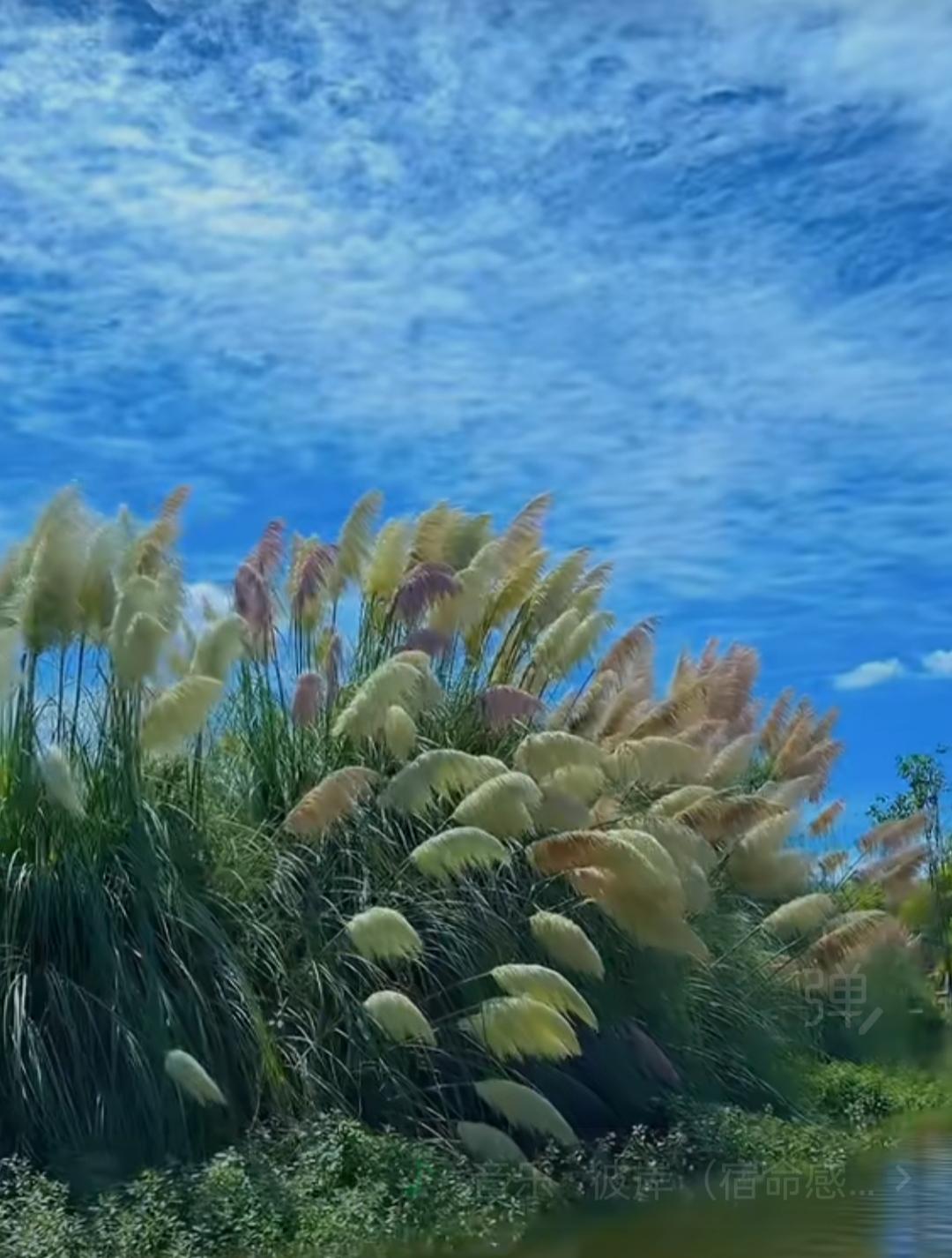 大理水花庄园洱海旅游景点打卡